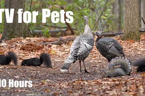 Wild Turkeys, Birds, Squirrels and Forest Friends - 10 hour Cat TV for Pets 🐱 - Nov 18, 2025