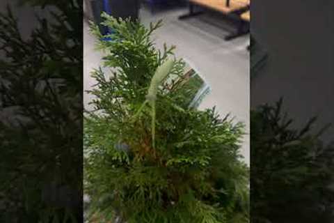 Praying Mantis Hitches Ride On Christmas Tree