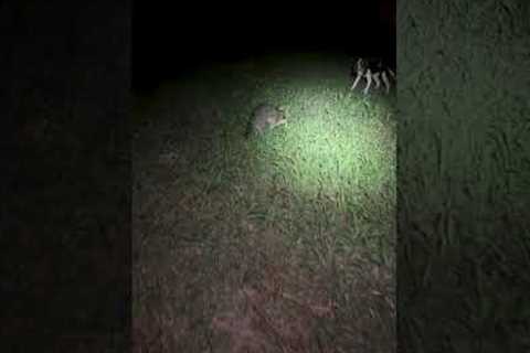 Dog Wants To Play With Raccoon But isn't Prepared For it