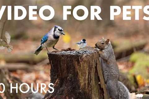 Beautiful Birds and Squirrels from the Forest - 10 Hour Cat TV for Pets to Watch 🐱 - Nov 19, 2025