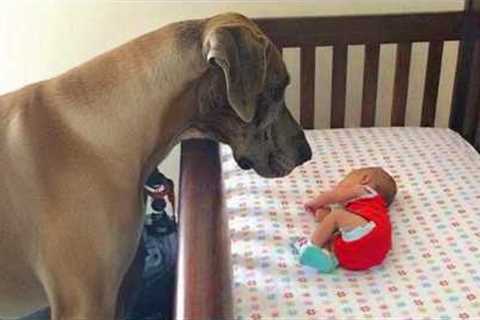 Adorable Dog Can’t Control His Emotions At First Time Seeing His Baby Sister 😭