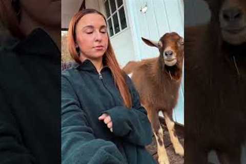 Goats Hilariously Flirt With Woman