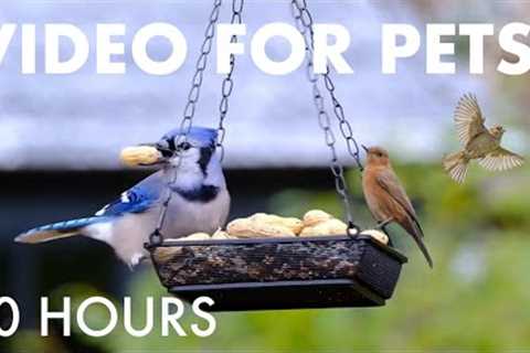 Blue Jays, Cardinals, and Beautiful Birds in the Snow - 10 Hour Cat TV for Pets 🐱 - Nov 20, 2025