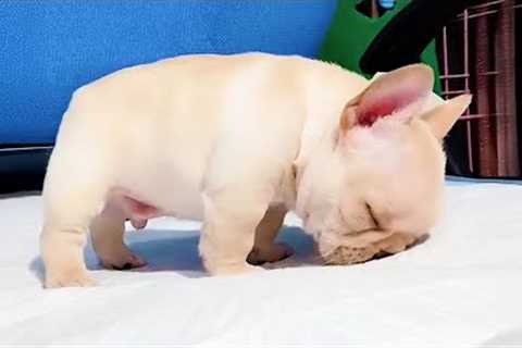 You Won’t Stop Saying ‘Aww’ at these Comedian Puppies 😂 Funny Baby Animals Videos!