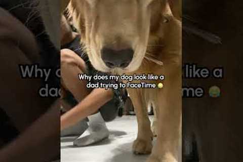 Golden Retriever Ruins Dance Video 🤣