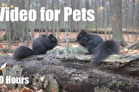 A Scurry of Squirrels in the Forest - 10 Hour Cat TV for Pets to Watch 🐱 - Nov 21, 2025