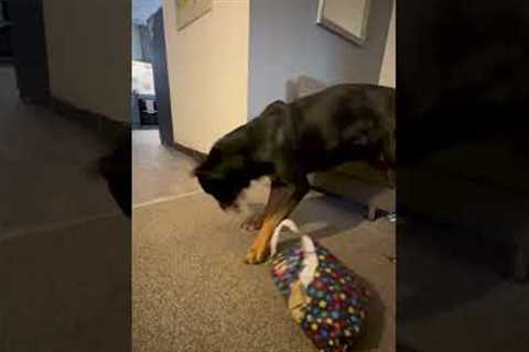 This trick is so gonna backfire at Christmas... 😅🎁🐕 #Dog #Gift #DogTraining
