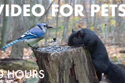 Saturday Morning Cartoons for Pets 🐱 - 10 Hour Forest Friends Edition - Nov 22, 2025