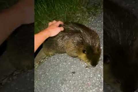 Where do we apply for the beaver distribution system wait list?! 😆🦫💕 #Beaver #Wildlife #AnimalLovers