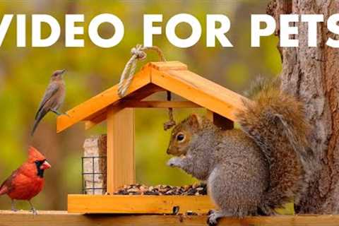 Squirrels, Woodpeckers, Jays and Backyard Birds - 10 hour Cat TV for Pets to Watch 🐱 - Nov 23, 2025