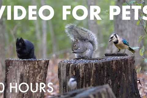Cat TV for Pets to Watch 🐱 - 10 hours of Birds, Squirrels, Turkeys and Forest Friends - Nov 24, 2025