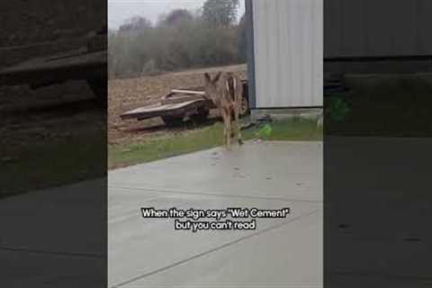 Deer Walks Across Wet Cement
