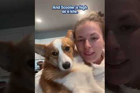 Dog Gets Loopy After Eating His Brother's Anxiety Medication