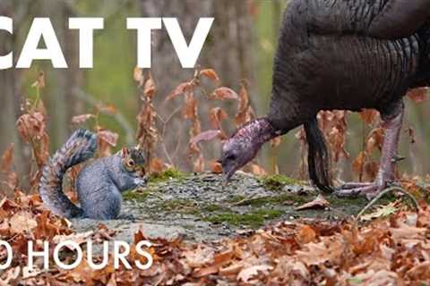 Turkeys, Birds, Squirrels and Wild Coyotes in the Forest - 10 Hour Video for Pets 🐱 - Nov 25, 2025