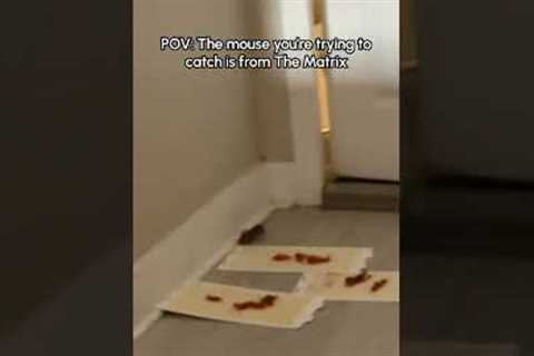 Clever Mouse Outsmarts Traps!