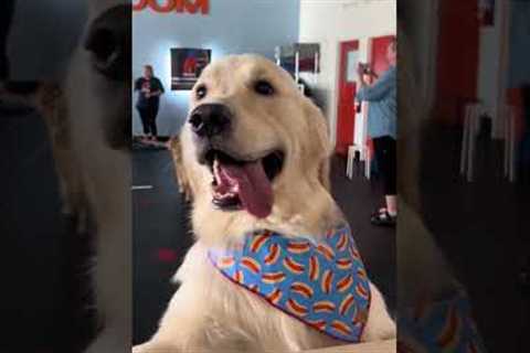 Golden Retriever Attends His First Ever Birthday Party! 💕🥹