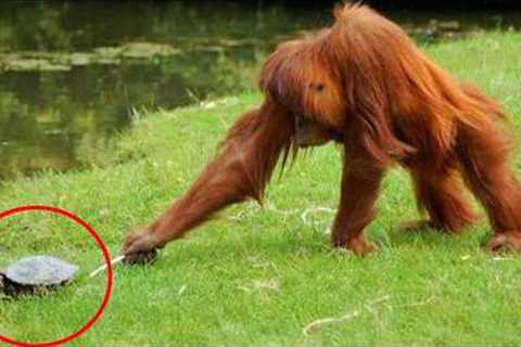 Animals Being Hilarious Will Make You Never Stop Laughing 😁