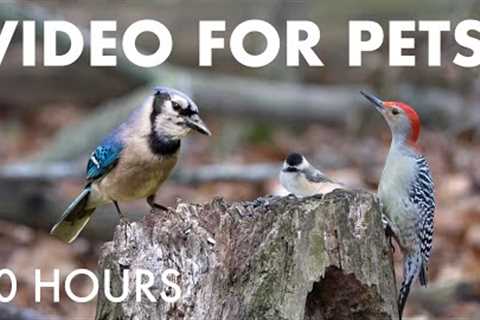 Woodpeckers, Chickadees and Birds in the Forest - 10 Hour Cat TV for Pets to Watch - Nov 27, 2025