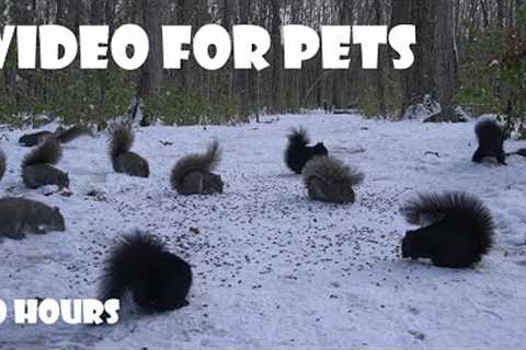 A Scurry of Squirrels in a Snowy Forest - 10 Hour Cat TV for Pets to Watch 🐱 - Nov 28, 2025