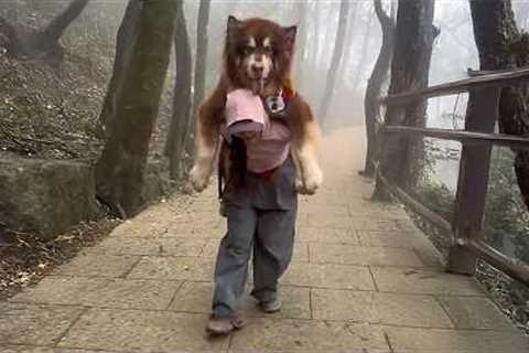 My GIANT Dog Gets a Piggy Back Ride 😂 | FUNNY Trending Pet Shorts