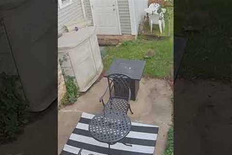 The Most Hilarious Animals Caught On Camera Of 2025!