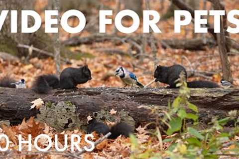 Saturday Morning Cartoons for Pets to Watch 🐱 - Birds, Squirrels and Forest Friends - Nov 29, 2025