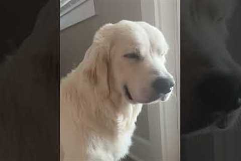 Saying Good Morning To My Senior Dog 🥹