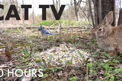 Rabbits, Ravens, Cardinals and Critters - 10 Hour Cat TV for Pets to Watch 🐱 - Nov 30, 2025