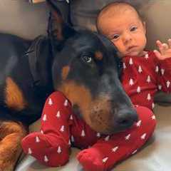 Dogs Protecting Babies Like Their Little Ones!😘