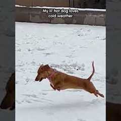 Dachshund LOVES Playing In Snow