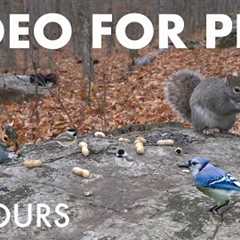 Birds, Squirrels and Animals in a Canadian Forest - 10 Hour Cat TV for Pets 🐱 - Dec 02, 2025