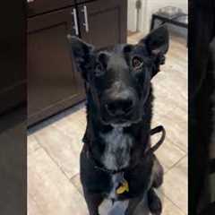 My Dog Has An Adorable Reaction To Me Pretending To Pet Her 🤣🐕