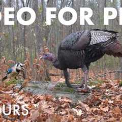 Wild Turkeys, Jays, Squirrels and Forest Friends - 10 Hour Cat TV for Pets to Watch - Dec 03, 2025