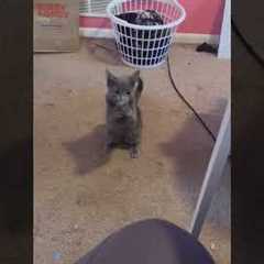 How Does My Cat Know How To Use Sign Language To Beg For Pizza Rolls?! 😹