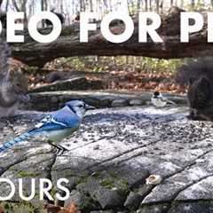Cat TV for Pets to Watch 🐱 - 10 Hours of Birds, Squirrels and Forest Friends - Dec 04, 2025