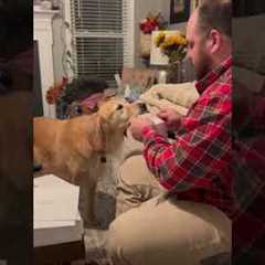Sweet Golden Helps Dad Prepare Holiday Cards 🤗💌  #GoldenRetriever #Dog #Christmas