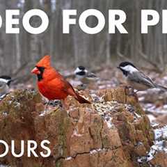 Cat TV for Pets to Watch 🐱 - Beautiful Birds and Squirrels in the Forest - Dec 05, 2025