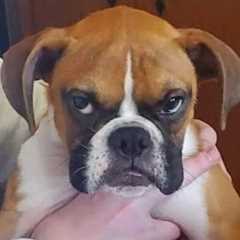 You Can’t Stop Laughing At These Dogs 🤣 FUNNIEST DOGS Video 2025