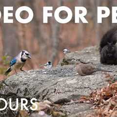 Saturday Morning Cartoons for Pets 🐱 - Birds, Squirrels and Forest Friends - Dec 06, 2025