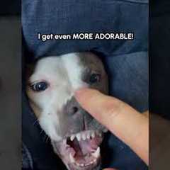 Dog Demands Nose Boop