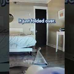 Dog Unplugs Camera When He Gets Caught Misbehaving