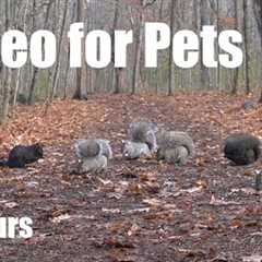 A Scurry of Squirrels and Forest Friends - 10 Hour Cat TV for Pets to Watch 🐱 - Dec 07, 2025