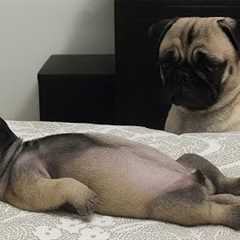 I would die laughing for these dogs