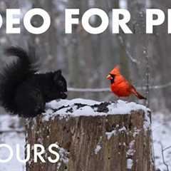 Cat TV for Pets to Watch 🐱 - Squirrels and Forest Friends Playing in the Snow - Dec 08, 2025