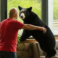 Curious Bears Doing the Silliest Things Will Make You Laugh Nonstop 😁