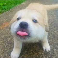 You Can’t Stop Laughing At These Dramatic Puppies 🤣 New FUNNY PUPPIES 2025