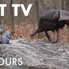 Wild Turkeys, Blonde Squirrels and Forest Friends - 10 Hour Cat TV for Pets 🐱 - Dec 09, 2025