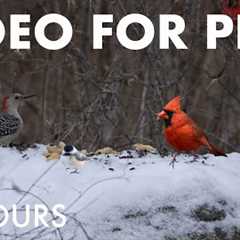 Beautiful Birds and Squirrels in a Snowy Forest - 10 Hour Cat TV for Pets to Watch - Dec 10, 2025