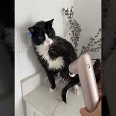 The FUNNIEST Cat Videos Of 2025!