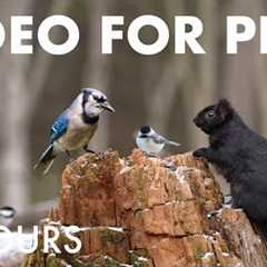 Relaxing Cat TV for Pets and People 🐱 - Birds, Squirrels and Forest Friends - Dec 11, 2025